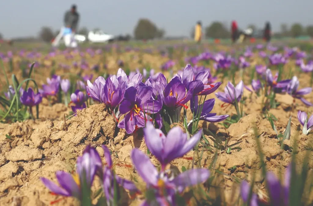 Kashmir Saffron Harvest 2026: What Really Happens in Pampore’s Fields