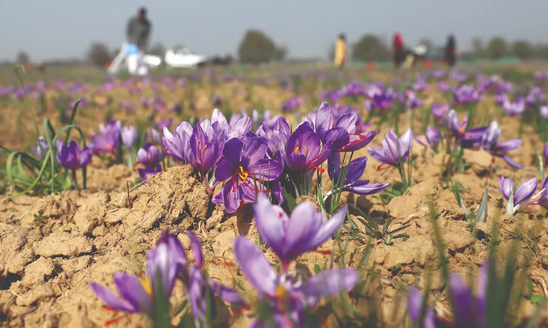 Kashmir Saffron Harvest 2026: What Really Happens in Pampore’s Fields